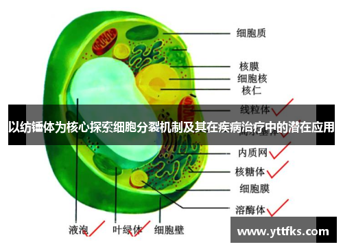 以纺锤体为核心探索细胞分裂机制及其在疾病治疗中的潜在应用